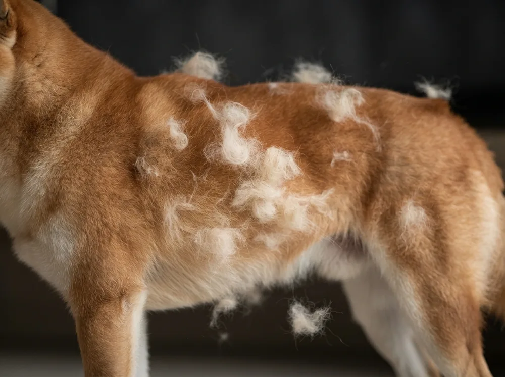 Thick loose undercoat coming away from a red Shiba Inu during a seasonal shed