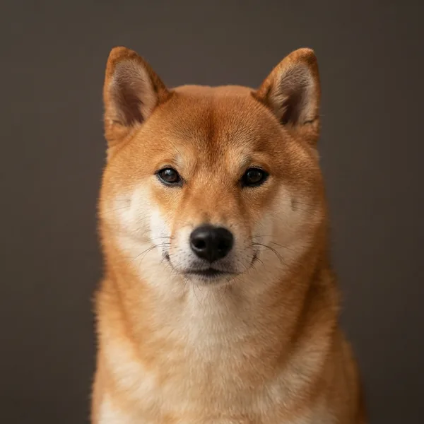 Head study of a deep red Shiba Inu with cream urajiro markings on the cheeks and chest