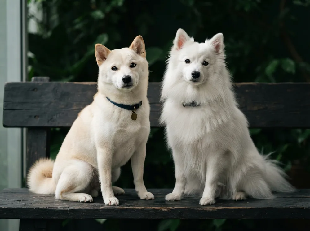 Cream Shiba Inu beside a fluffy white Japanese Spitz on a dark bench