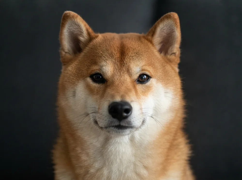 Close head study of a red Shiba Inu showing the wedge muzzle, erect triangular ears and cream urajiro cheek markings